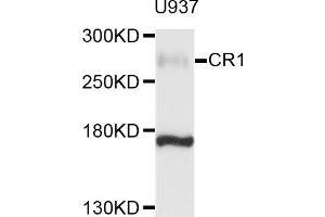 Western blot analysis of extracts of U-937 cells, using CR1 antibody (ABIN6003765) at 1/1000 dilution. (CD35 抗体)