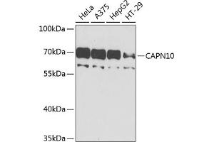 Western blot analysis of extracts of various cell lines, using C antibody (ABIN6127545, ABIN6137913, ABIN6137915 and ABIN6225199) at 1:1000 dilution. (CAPN10 抗体  (AA 1-230))