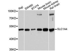 Western blot analysis of extracts of various cell lines, using SLC1A4 antibody. (SLC1A4 抗体  (AA 140-220))