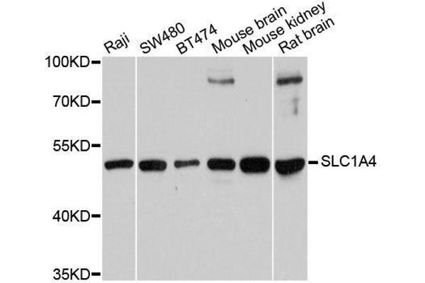 SLC1A4 antibody  (AA 140-220)