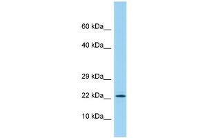 Host: Rabbit Target Name: PBOV1 Sample Type: 721_B Whole Cell lysates Antibody Dilution: 1. (PBOV1 抗体  (N-Term))
