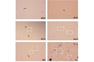 Immunochemical Staining using Goat Anti-Mouse IgM HRP. (山羊 anti-小鼠 IgM Antibody (HRP))