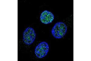 Immunofluorescence (IF) image for anti-Vitamin K-dependent protein C (PROC) antibody (ABIN2997388) (PROC 抗体)