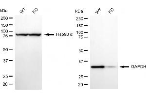 Western blotting analysis using GAPDH antibody (ABIN7798766). (Recombinant GAPDH 抗体)