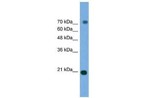 MAPK6 antibody used at 0. (MAPK6 抗体  (Middle Region))