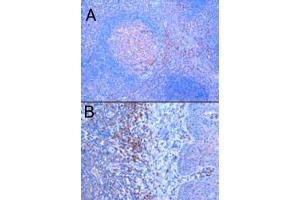 ABIN184983 (1 ug/ml) staining of paraffin embedded Human Tonsil. (TRIM5 抗体  (N-Term))