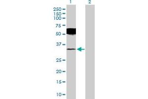 Western Blot analysis of UCHL1 expression in transfected 293T cell line by UCHL1 MaxPab polyclonal antibody.