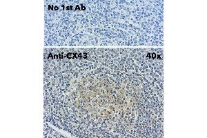 Immunohistochemistry (IHC) image for anti-Gap Junction Protein, alpha 1, 43kDa (GJA1) (C-Term) antibody (ABIN1440034) (Connexin 43/GJA1 抗体  (C-Term))
