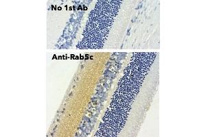 Immunohistochemistry (IHC) image for anti-RAB5C, Member RAS Oncogene Family (Rab5c) (C-Term) antibody (ABIN6254194) (Rab5c 抗体  (C-Term))