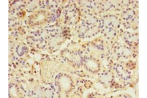 Immunohistochemistry of paraffin-embedded human pancreatic tissue using ABIN7158414 at dilution of 1:100 (LDAH/C2orf43 抗体  (AA 1-325))