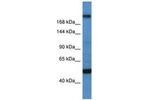 Image no. 1 for anti-Transcription Factor 20 (TCF20) (C-Term) antibody (ABIN6746157) (TCF20 抗体  (C-Term))