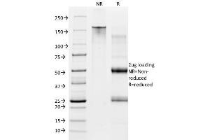 SDS-PAGE Analysis Purified CD28 Mouse Monoclonal Antibody (CB28). (CD28 抗体  (PE))