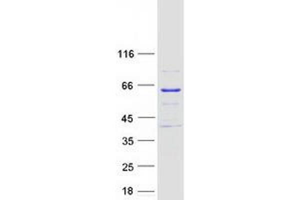 Meiosis 1 Associated Protein (M1AP) protein (Myc-DYKDDDDK Tag)