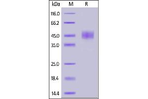 Human CD24, Mouse IgG2a Fc Tag on  under reducing (R) condition.
