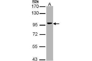 WB Image Sample (30 ug of whole cell lysate) A: Hep G2 , 7.