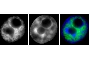 RNA pol II phospho Ser2 antibody (mAb) (Clone 3E7C7) tested by Immunofluorescence. (Rpb1 CTD 抗体  (pSer2))