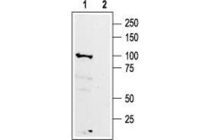 Western blot analysis of rat brain membranes: - 1. (GABBR1 抗体  (Extracellular))