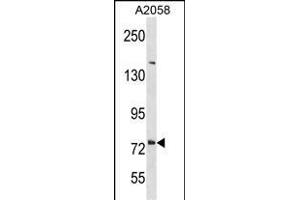 DNER Antibody (C-term) (ABIN1881267 and ABIN2838430) western blot analysis in  cell line lysates (35 μg/lane). (DNER 抗体  (C-Term))