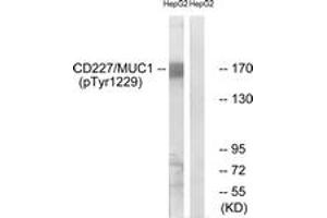Western blot analysis of extracts from HepG2 cells treated with PMA 125ng/ml 30', using CD227/MUC1 (Phospho-Tyr1229) Antibody. (MUC1 抗体  (pTyr1229))