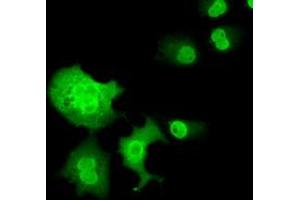 Immunofluorescence (IF) image for anti-Chromosome 16 Open Reading Frame 72 (C16orf72) antibody (ABIN1497020) (C16orf72 抗体)
