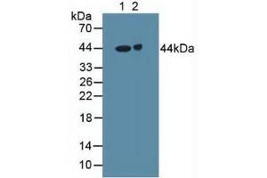 Figure. (GABRA2 抗体  (AA 42-250))