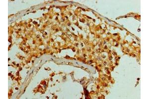 Immunohistochemistry of paraffin-embedded human testis tissue using ABIN7158724 at dilution of 1:100 (LSD1 抗体  (AA 100-150))