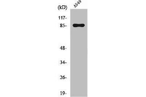 Western Blot analysis of A549 cells using PIPK I γ Polyclonal Antibody (PIP5K1C 抗体  (Internal Region))