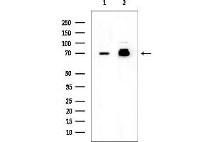 Western blot analysis of lysates from various samples, using SENP2 Mouse Monoclonal Antibody at 1/1000 dilution.