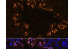 Immunofluorescence analysis of Mouse testis using ELSPBP1 Polyclonal Antibody at dilution of 1:100. (ELSPBP1 抗体)