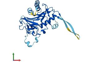 Protein Structure (PS) image for Radial Spoke Head 9 Homolog (RSPH9) (AA 1-276) protein (His tag) (ABIN7561191)
