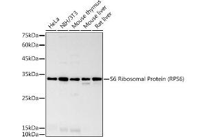 Western blot analysis of extracts of various cell lines, using S6 Ribosomal Protein (RPS6) antibody (ABIN7270026) at 1:1000 dilution. (RPS6 抗体)