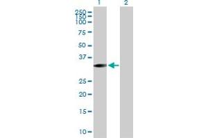 Western Blot analysis of STK16 expression in transfected 293T cell line by STK16 MaxPab polyclonal antibody. (STK16 抗体  (AA 1-305))