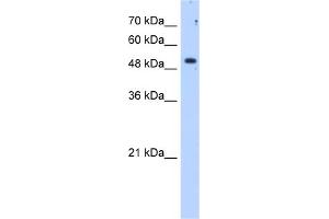 WB Suggested Anti-SULF2 Antibody Titration:  1. (SULF2 抗体  (C-Term))