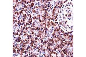 NLRP12 antibody immunohistochemistry analysis in formalin fixed and paraffin embedded human pancreas tissue. (NLRP12 抗体  (AA 183-212))