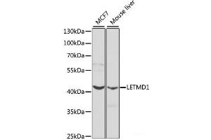 Western blot analysis of extracts of various cell lines using LETMD1 Polyclonal Antibody at dilution of 1:1000. (LETMD1 抗体)