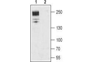 Western blot analysis of rat brain membrane:1.