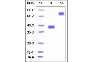 SDS-PAGE (SDS) image for Tumor Necrosis Factor Receptor Superfamily, Member 17 (TNFRSF17) (AA 1-54) (Active) protein (Fc Tag,AVI tag,Biotin) (ABIN3137676)