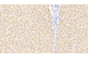 Detection of FKBPL in Human Liver Tissue using Polyclonal Antibody to FK506 Binding Protein Like Protein (FKBPL) (FKBPL 抗体  (AA 1-349))