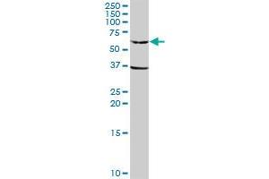 GPI MaxPab rabbit polyclonal antibody. (GPI 抗体  (AA 1-558))