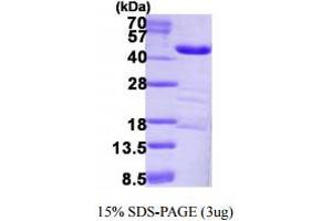 Low Density Lipoprotein Receptor-Related Protein Associated Protein 1 (LRPAP1) (AA 35-357) protein (His tag)