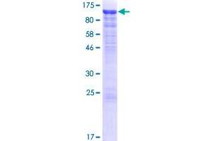 Cadherin 12 Protein (AA 1-794) (GST tag)