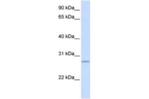 Western Blotting (WB) image for anti-Kruppel-Like Factor 9 (KLF9) antibody (ABIN2460204) (KLF9 抗体)