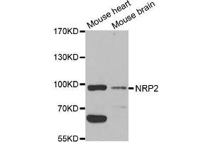 Western blot analysis of extracts of various cell lines, using NRP2 antibody. (NRP2 抗体  (AA 150-420))