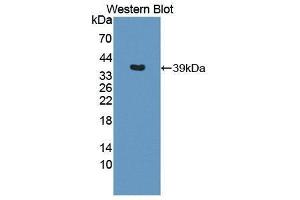 Western Blotting (WB) image for anti-Interleukin 12 beta (IL12B) (AA 23-329) antibody (ABIN3209540) (IL12B 抗体  (AA 23-329))