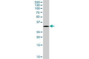 TREX1 MaxPab rabbit polyclonal antibody. (TREX1 抗体  (AA 1-369))