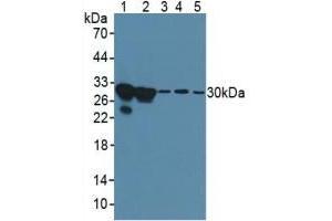 Rabbit Detection antibody from the kit in WB with Positive Control: Human hela cells. (Galectin 3 ELISA 试剂盒)