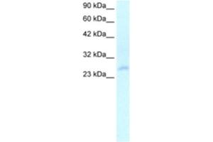 Western Blotting (WB) image for anti-Homeobox C4 (HOXC4) antibody (ABIN2460333) (HOXC4 抗体)