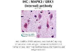 Image no. 1 for anti-Mitogen-Activated Protein Kinase 3 (MAPK3) (Internal Region) antibody (ABIN1736741) (ERK1 抗体  (Internal Region))