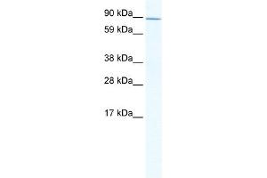 Western Blot showing ZHX2 antibody used at a concentration of 1-2 ug/ml to detect its target protein.