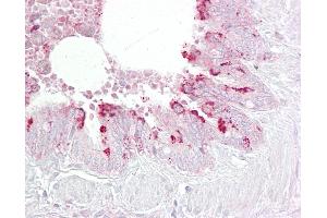 Anti-EBP1 antibody IHC of human lung, respiratory epithelium. (PA2G4 抗体  (AA 301-350))